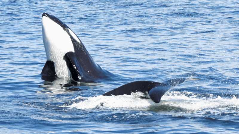 Seattle: Half-Day Wildlife and Whale Watching Cruise - Onboard Amenities