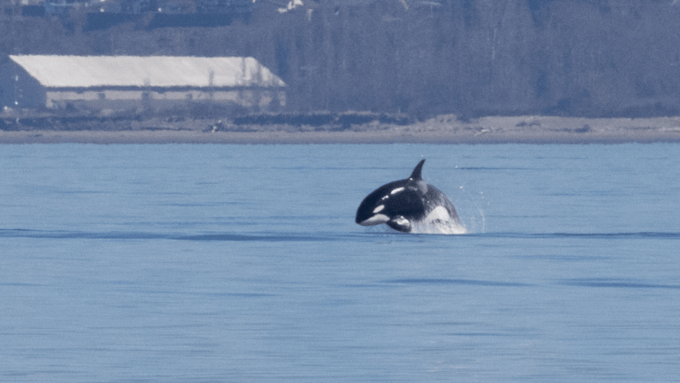 Seattle: Half-Day Wildlife and Whale Watching Cruise - Customer Ratings