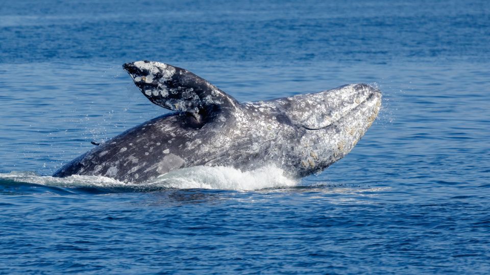 Seattle: Half-Day Wildlife and Whale Watching Cruise - Highlights of the Cruise