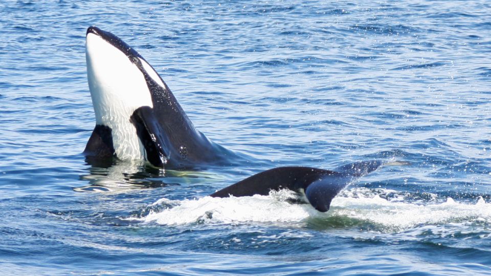 Seattle: Half-Day Wildlife and Whale Watching Cruise - Whats Included