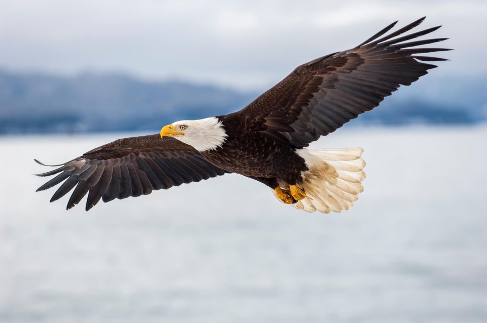 Seattle: Half-Day Wildlife and Whale Watching Cruise - Location and Meeting Point