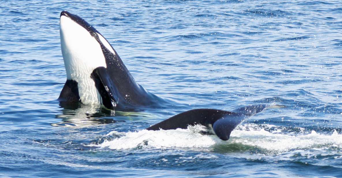Seattle: Half-Day Wildlife and Whale Watching Cruise - Cruise Itinerary