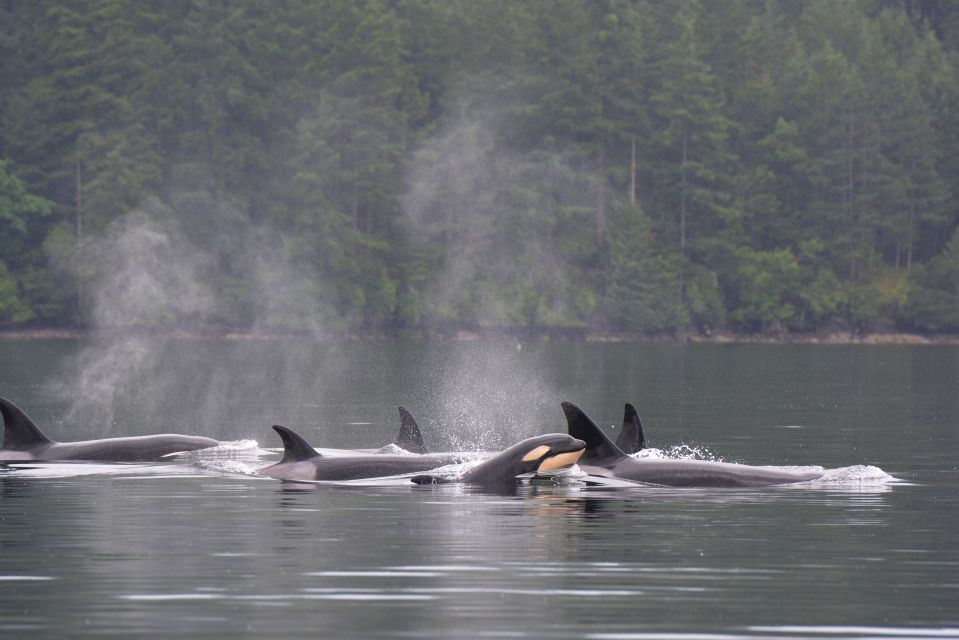 Seattle: Half-Day Wildlife and Whale Watching Cruise - Wildlife and Sightings