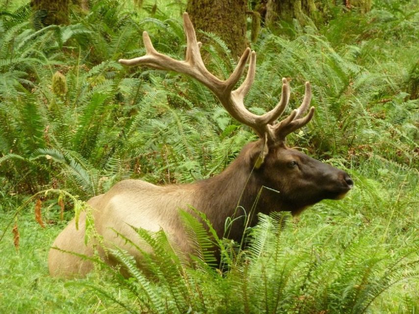 Seattle: Olympic National Park Small-Group Tour - Exploring Olympic National Park