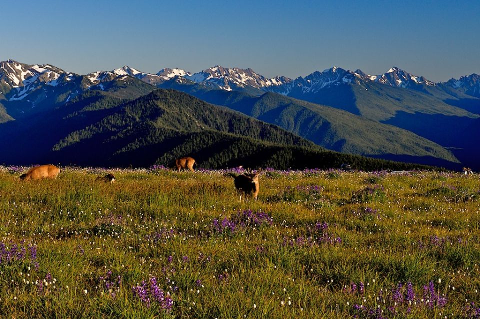 Seattle: Olympic National Park Small-Group Tour - Frequently Asked Questions