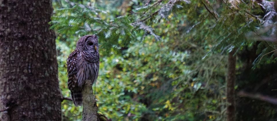 Seattle: Private Whidbey Island & Deception Pass Tour - Deception Pass