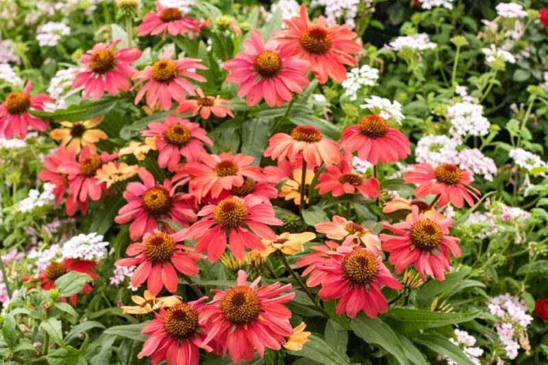Secret Gardens of London Private Tour - The Authenticity of the Experience: What Travelers Say