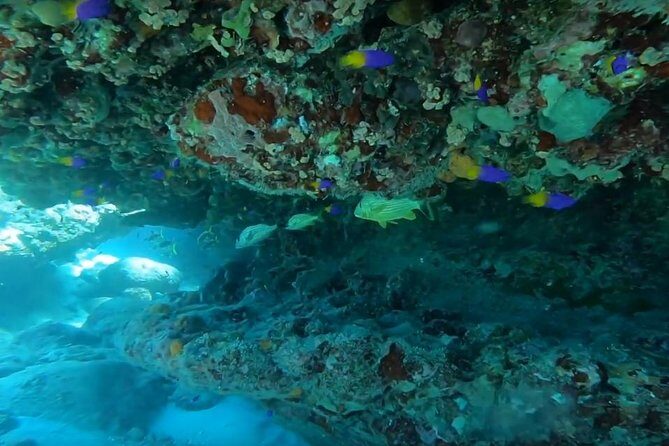 Secret Harbour Snorkel Trip from Cruise Ship - Who Is This Tour Best For?