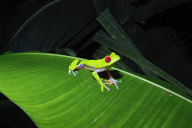 Secret Night Walk in Puerto Jimenez - Participant Experiences
