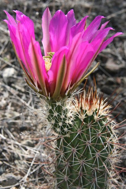 Sedona: 2-Hour Colorado Plateau Scenic Tour - Accessibility Considerations