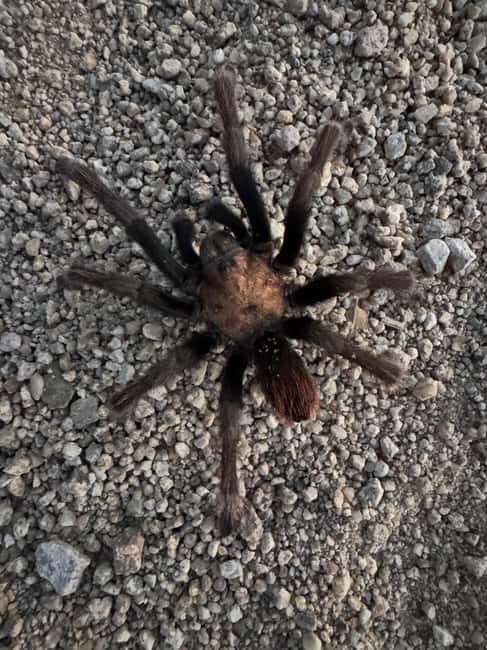 Sedona Night Hike and Stargazing Tour - Authentic Experiences: What Travelers Say