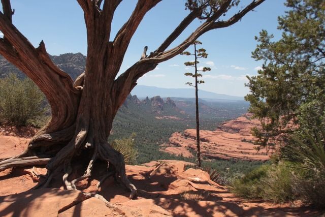 Sedona: PRIVATE 2-Hour Colorado Plateau Scenic Jeep Tour - The Sum Up