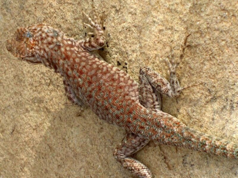 Sedona: PRIVATE 2-Hour Colorado Plateau Scenic Jeep Tour - Frequently Asked Questions (FAQs)