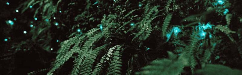 See Auckland's Secret Glow Worms - Key Points  