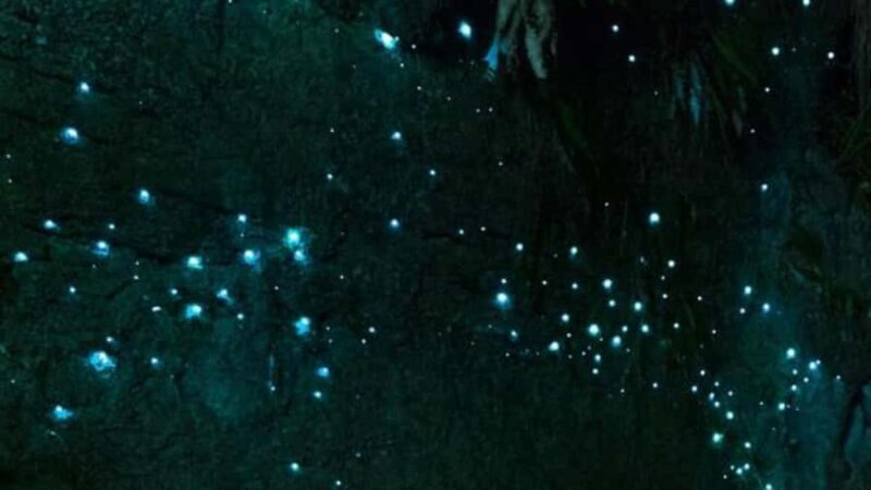 See Auckland's Secret Glow Worms - An Evening in Auckland’s Hidden Nature  