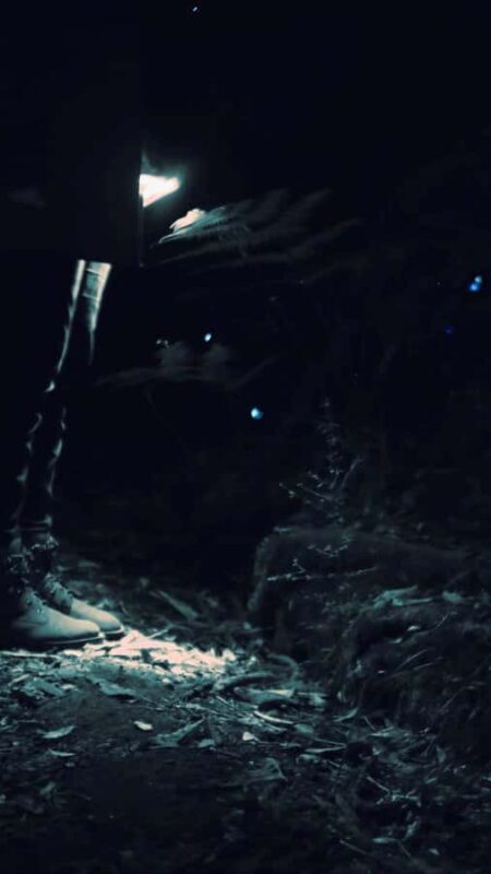 See Auckland's Secret Glow Worms - Practical Details and Value  