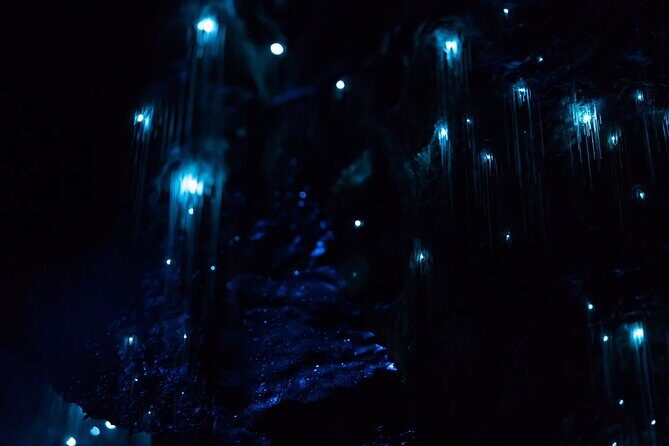 See Auckland's Secret Glow Worms - Key Points