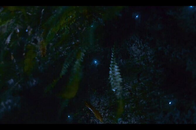 See Auckland's Secret Glow Worms - Frequently Asked Questions