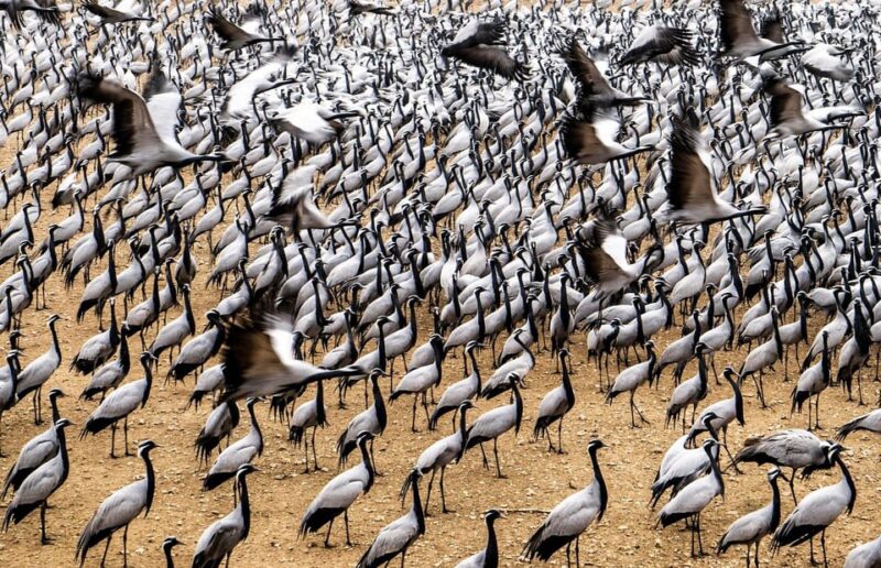 See Fatehpur Sikri, Bharatpur Bird Sanctuary With Delhi Drop - Highlights of Fatehpur Sikri