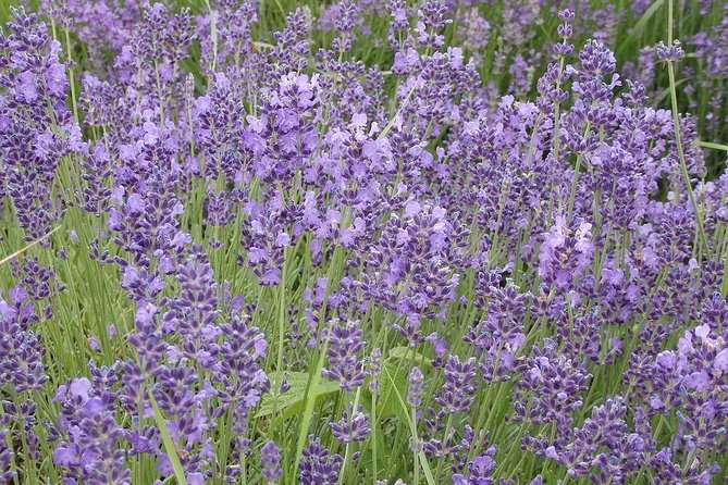 See the Hungarian Sea: Lake Balaton - Scenic Highlights