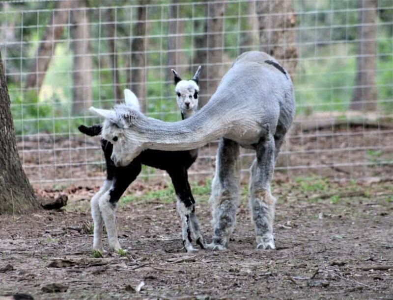 Seguin: Alpaca Experience and Adventure Tour - Introduction