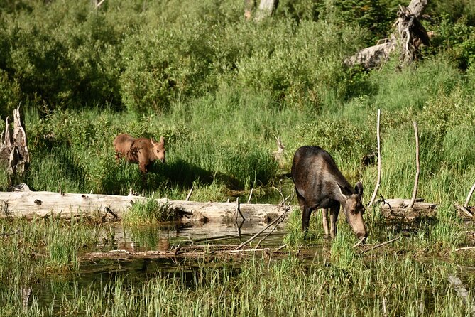 Self-Guided Audio Driving Tour in Grand Teton National Park - Tour Experience and Features
