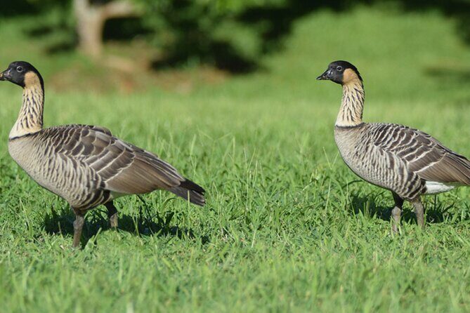 Self-Guided Audio Driving Tour in Haleakala - FAQs About the Haleakala Self-Guided Audio Tour