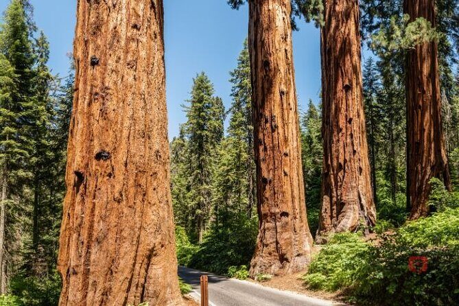 Self-Guided Audio Driving Tour in Sequoia and Kings Canyon - A Deep Dive into the Experience