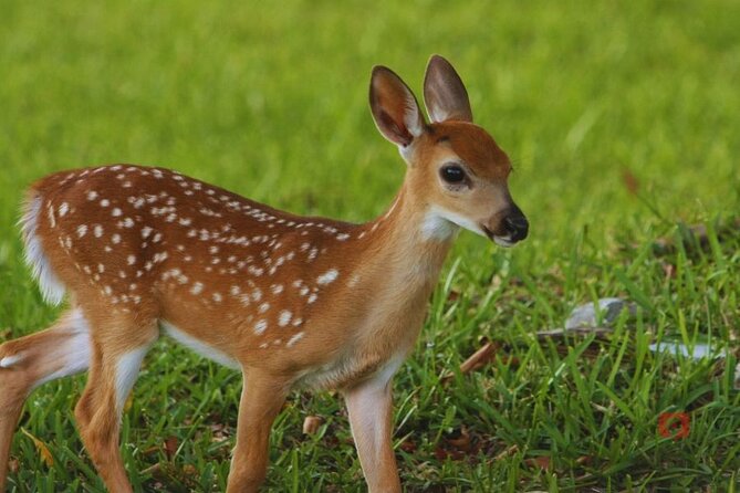 Self-Guided Audio Tour in Florida Keys - Booking and Support Options