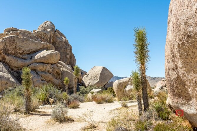 Self-Guided Driving Audio Tour in Joshua Tree National Park - Planning Your Adventure