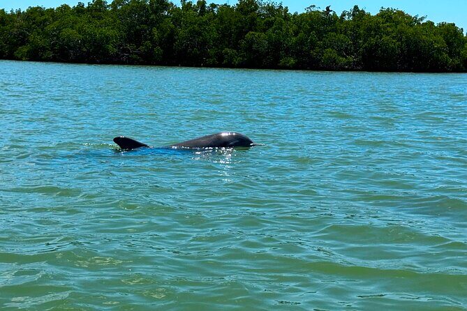 Self Guided EcoTour: Clear/Standard Kayaks -Bonita Springs - Details and Practicalities: What You Should Know