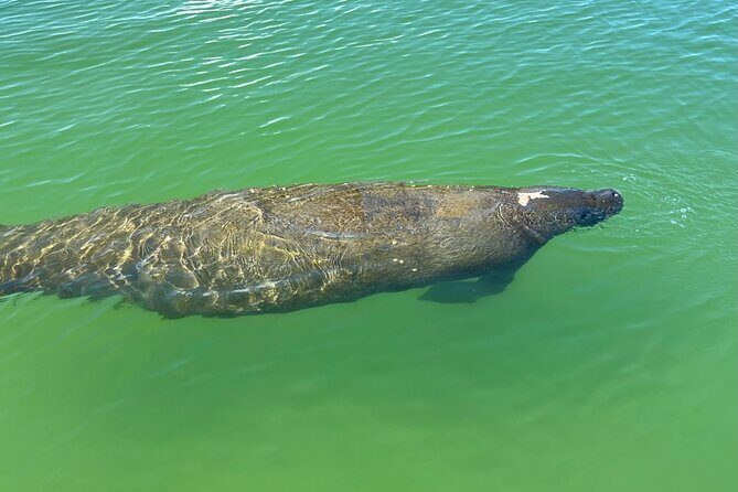 Self Guided EcoTour: Clear/Standard Kayaks -Bonita Springs - Authentic Experiences and Reviewer Insights