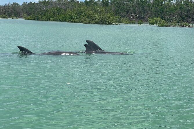 Self Guided EcoTour: Clear/Standard Kayaks -Bonita Springs - The Sum Up: Who Will Love This Experience?