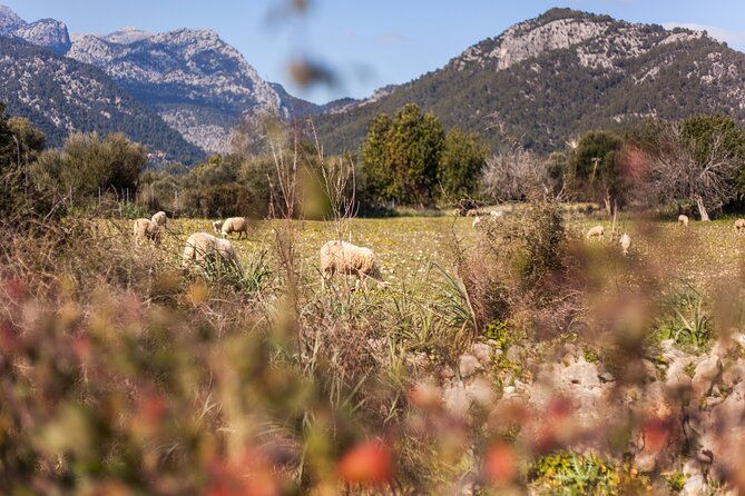 (Self Guided) Electric Scooter Tour in the Countryside Mallorca! - Booking and Reservation Information