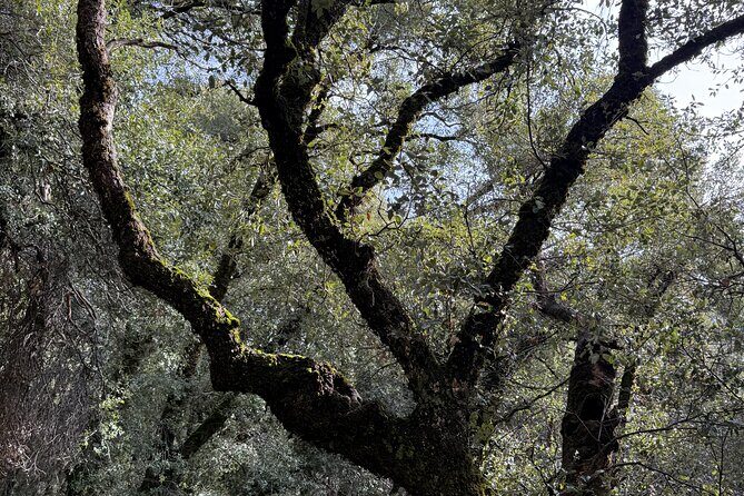 Self Guided Yosemite Walking Tour Explore with Expert Audio Guide - FAQ