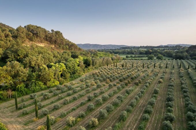 Self Tour of the Olive Oil Mill & Olive Oil Tasting - Customer Feedback and Ratings