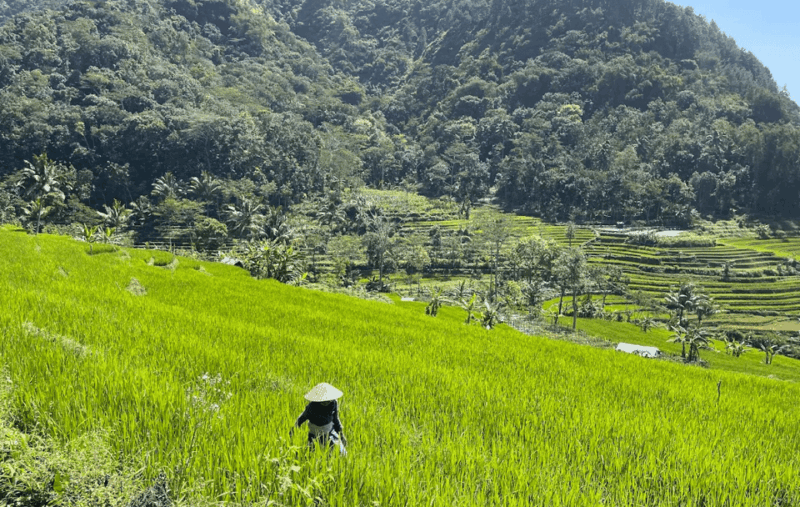 Selogriyo Temple & Java Rice Terrace Trek With Ticket - Selogriyo Temple Exploration