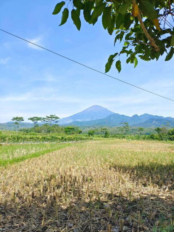 Selogriyo Temple, treking Java Rice Terrace hidden waterfall - The Value of This Tour