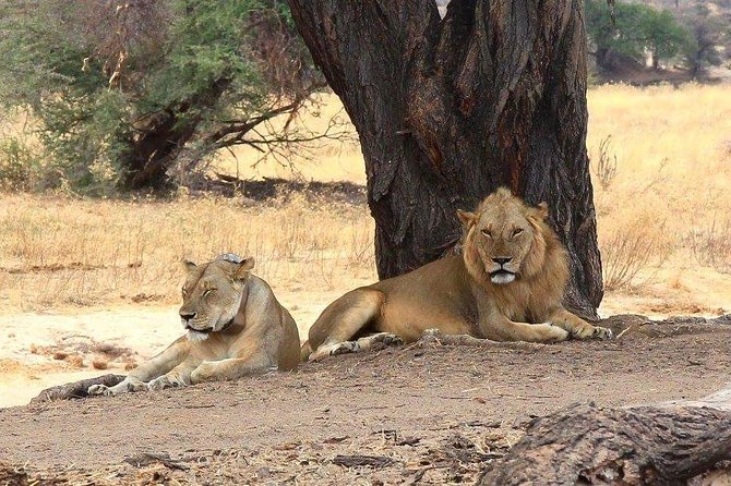 Selous Game Reserve, Mikumi And Ruaha National Park, Udzungwa Mountain 10 Days - Key Points
