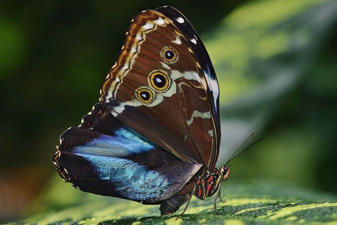 Selvatura Park Eco Adventure Tour of Monteverde - Butterfly Garden Experience