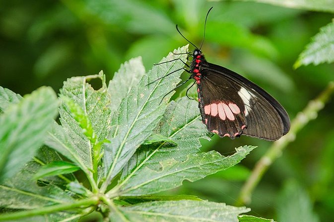 Selvatura Park Eco Adventure Tour of Monteverde - Tour Duration and Details