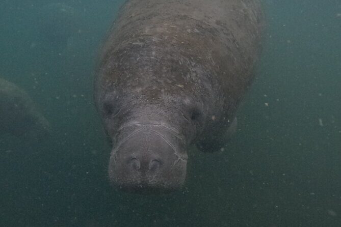 Semi-Private Crystal River Manatee Swim Tour - FAQs