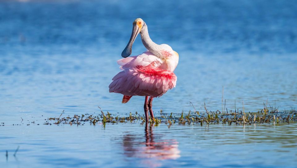Semi-Private Everglades Tour From Miami or Fort Lauderdale - Languages and Pickup