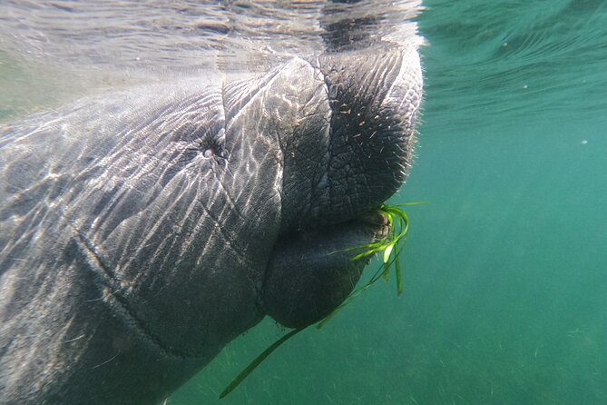 Semi-Private Manatee Swim Tour With In-Water Guide/Photographer - Included Services