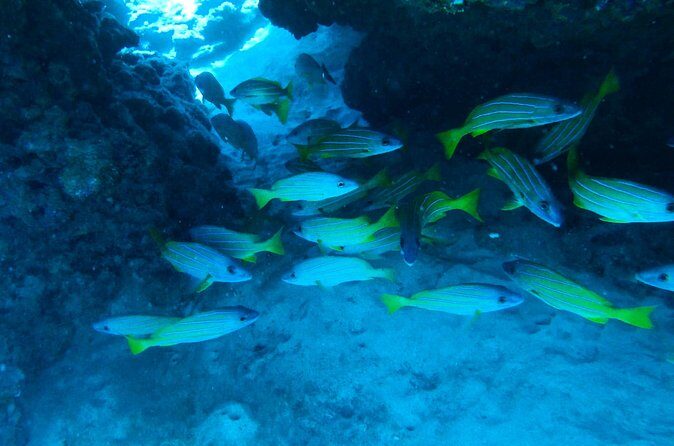 Semi -Private Snorkel Escursions in Lahaina, Maui - Key Points