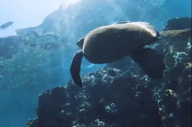 Semi -Private Snorkel Escursions in Lahaina, Maui - Who Should Book This Tour?