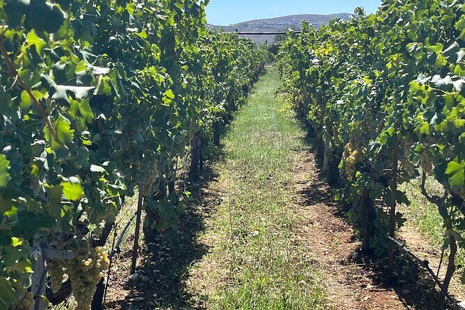 Semi-Private Wine Tour of 2 wineries with wine Tastings - First Stop: Titakis Wines – Fabrika Wine Experience