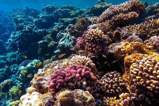 Semi Submarine From Hurghada, Makadi, Hurghadatogo - Traveler Experiences and Ratings