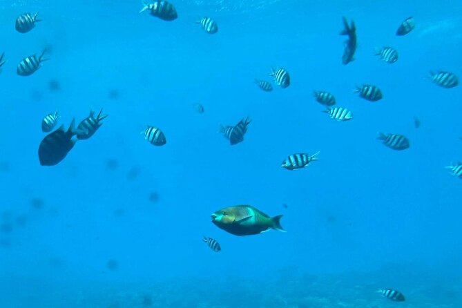 Semi Submarine - Hurghada - Cancellation Policy and Timing