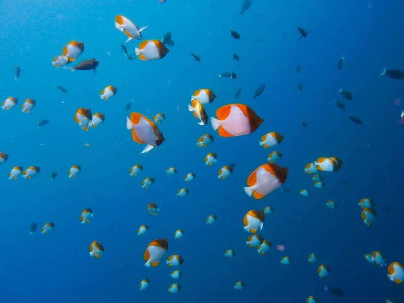 Semporna: Bohey 3 Islands Hike, Snorkel/Dive Tour with Lunch - Who Should Consider This Tour?